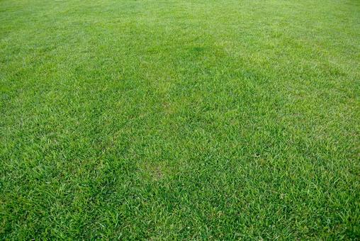 lawn, pelouse, shiba, herbe, JPG