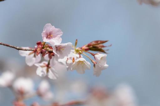 春の野山に咲く桜 春の野山に咲く桜の写真