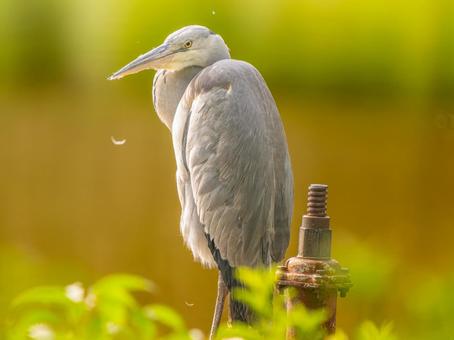 アオサギのアップ サギ,アオサギ,野鳥の写真素材