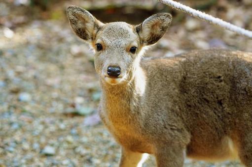 奈良公園　鹿67の写真