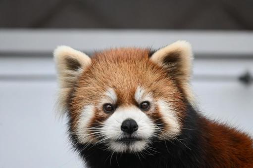 レッサーパンダの写真