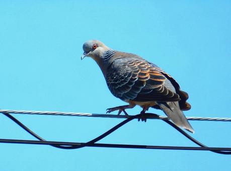 【鳥の写真】キジバト 【鳥の写真】キジバト キジバト,雉鳩,はとの写真素材