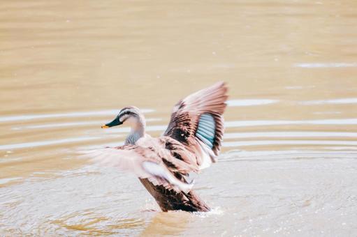 カモが羽ばたいています カモ,野鳥,渡り鳥の写真素材