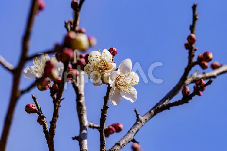 春の季節を告げる梅の花 梅,梅の花,空の写真素材