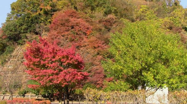 あいかわ公園秋の紅葉 あいかわ公園秋の紅葉の写真