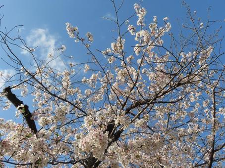 桜と青空と白い雲 桜と青空と白い雲の写真