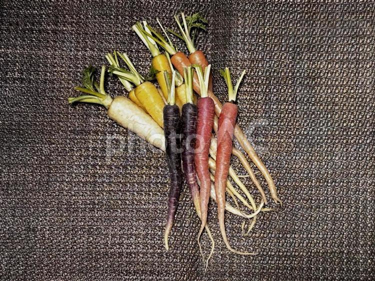 彩り人参20250206-03 人参,野菜,ベジタブルの写真素材