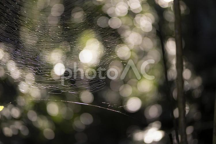 森の中で光り輝く蜘蛛の巣 蜘蛛の巣,ウェブ,ホラーの写真素材