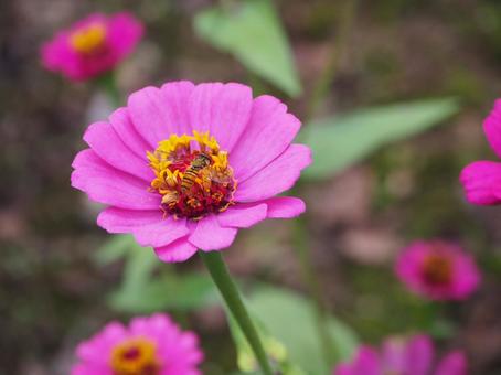 蜜蜂和鮮花 蜜蜂和鮮花