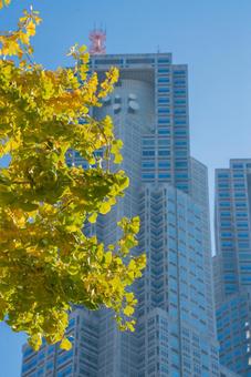 東京都庁と紅葉の風景 03 東京都庁,新宿,都庁の写真素材