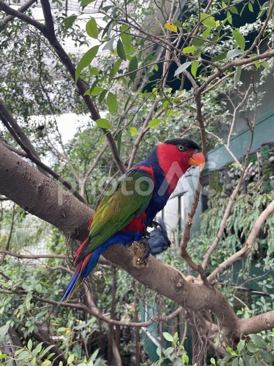 カラフルなインコ インコ,オトメズグロインコ,ローリーの写真素材