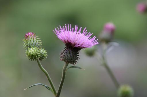 Thistle macro, JPG Thistle macro, JPG
