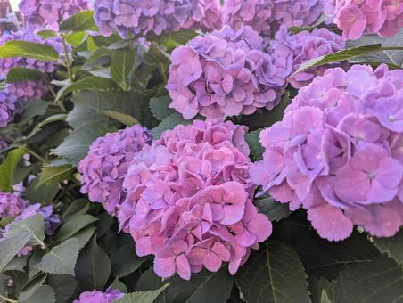 紫陽花 紫陽花の写真