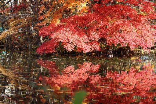 秋の風景 北海道,札幌市,秋の写真素材