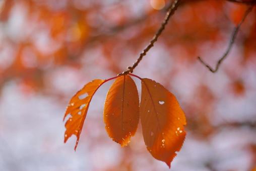 桜の紅葉 桜,紅葉,秋の写真素材