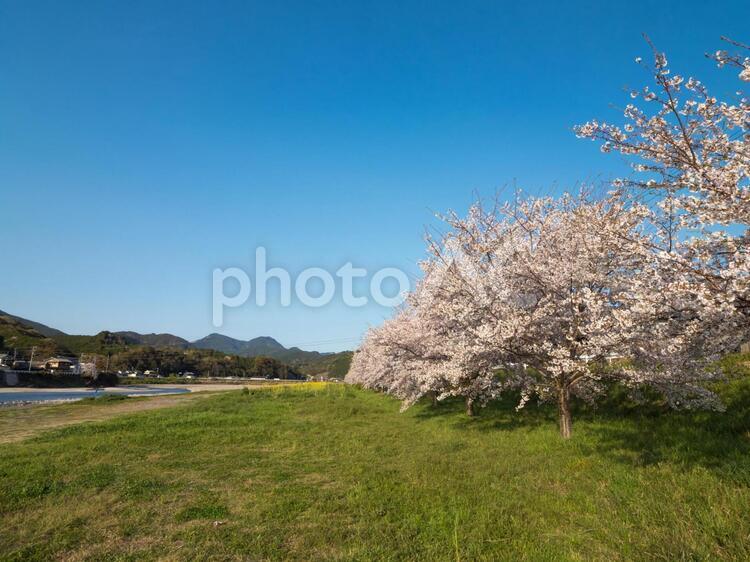 熊野古道　富田川沿いのの桜並木 熊野古道,熊野,富田川の写真素材