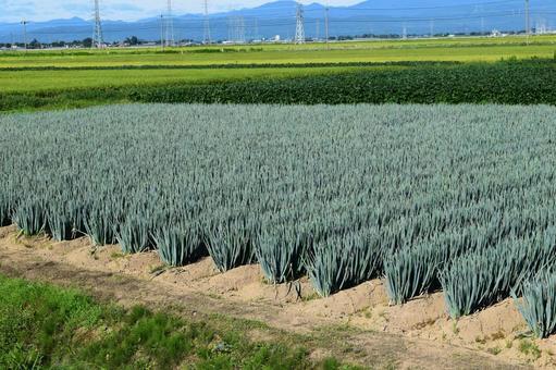 長ネギ畑 山形県庄内 長ネギ畑 山形県庄内 長ネギ畑,長ネギ,ネギ畑の写真素材