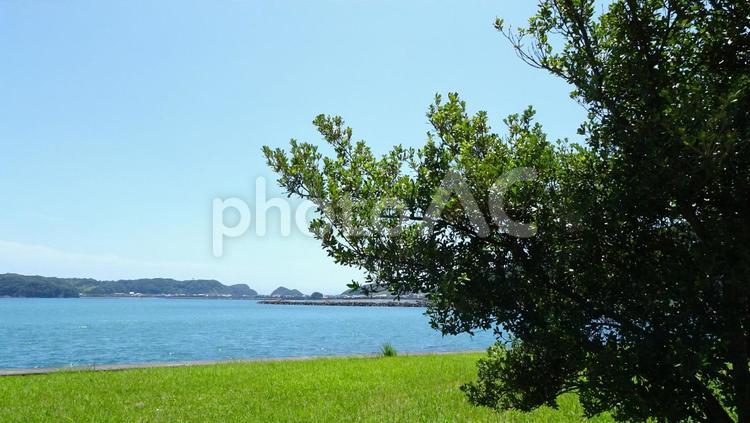 新宮港緑地公園から海を望む 海,青空,木陰の写真素材
