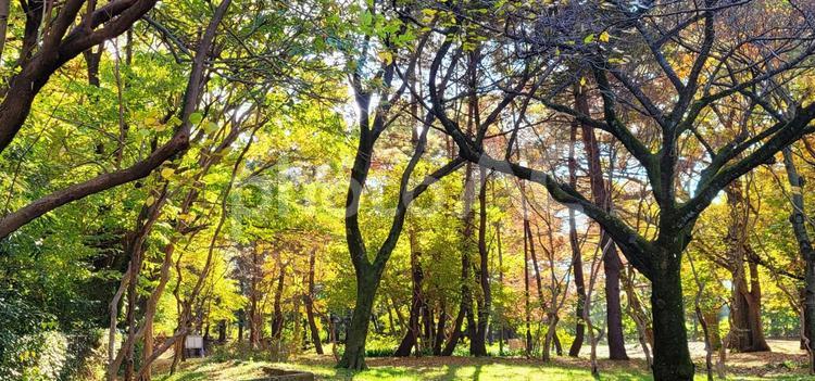 風景　都会のオアシス(公園) 公園,自然,オアシスの写真素材