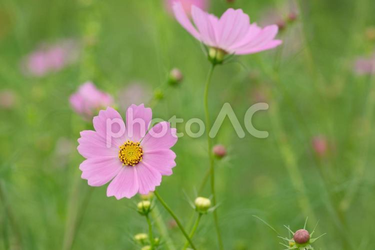 蓮田市のコスモス畑 コスモス畑,コスモス,秋桜の写真素材