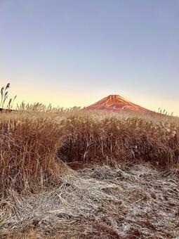 ススキ越しに見る朝色の富士山 富士山,朝,自然の写真素材