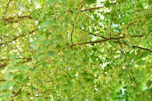 Photo, autumn leaves, late autumn, autumn, 