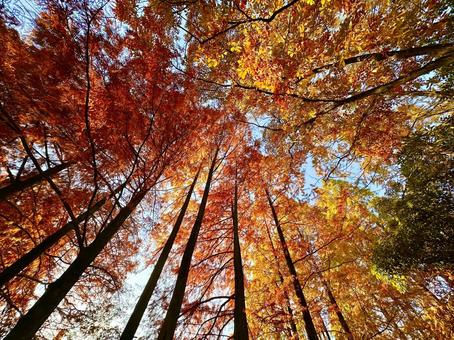 空と木々 木々,空,紅葉の写真素材