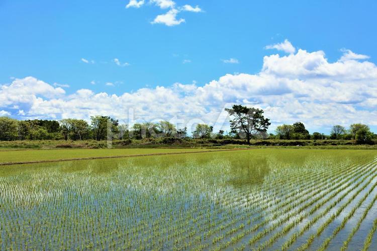 北海道　田植えを終えた田んぼ 北海道,初夏,田の写真素材
