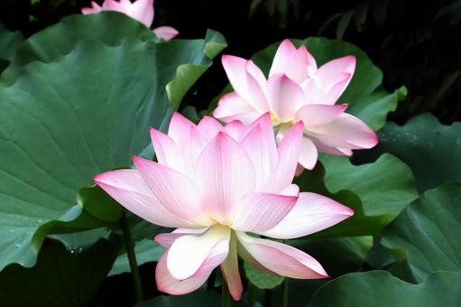 ハスの花開花 ハスの花開花の写真