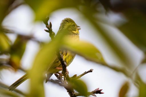 アオジ⑶の写真