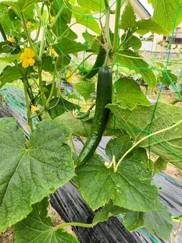 きゅうり栽培 きゅうり栽培 野菜,夏野菜,収獲の写真素材