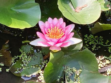 睡蓮 睡蓮 ハス,蓮,花の写真素材