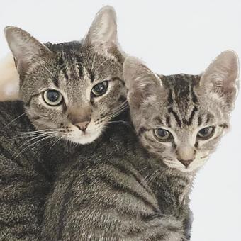 ねこ ねこの写真