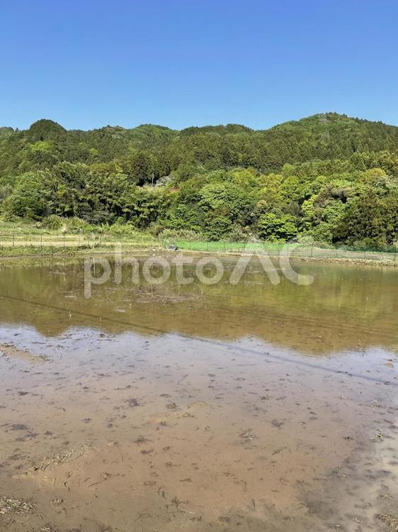 代かき後の田んぼ 田んぼ,代かき後,風景の写真素材