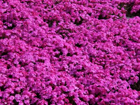 一面に咲く鮮やかなピンク色のシバザクラ3 一面に咲く鮮やかなピンク色のシバザクラ3の写真