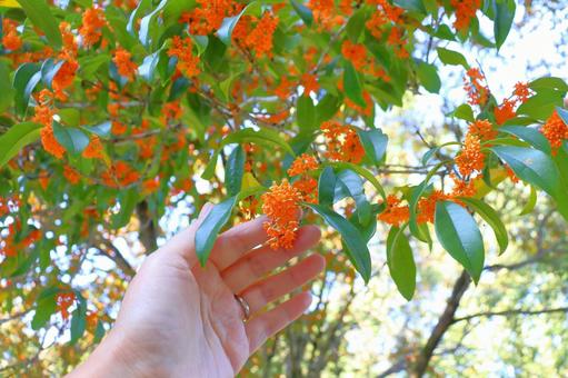 キンモクセイ　花　手 キンモクセイ,金木犀,木の写真素材