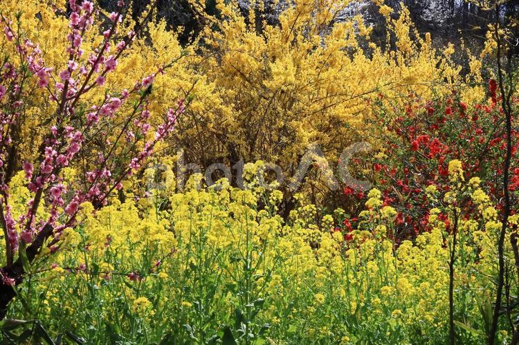 黄金色の花が爆発するように咲く レンギョウ,花,モクセイ科の写真素材