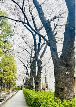 桜並木 桜並木の写真