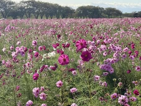 福井県　曇り空と宮ノ下コスモス公苑の写真