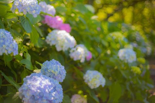 カラフル紫陽花と光のキラキラ2 カラフル紫陽花と光のキラキラ2の写真
