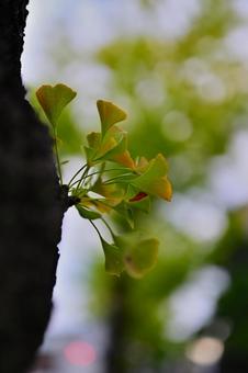 イチョウの葉の写真