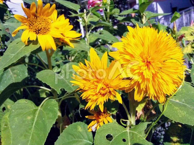 花　ひまわり　ヒマワリ　向日葵　サンフラワー　憧れ　あなただけを見つめる　高貴　愛慕　9 夏,ひまわり,ヒマワリの写真素材