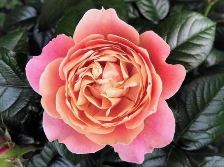 Photo, rose, pink vintage, drew, 