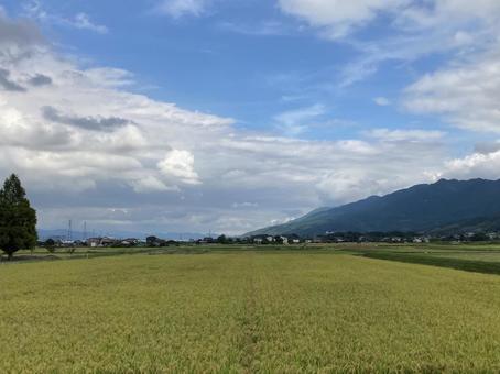 秋の空と稲穂 秋の空と稲穂 秋,空,雲の写真素材