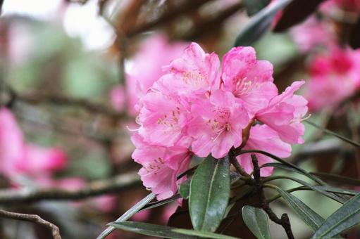 Photo, vivid, spring, poor, 