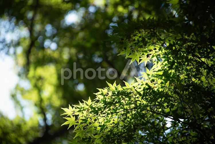 紅葉前に青々と茂る緑のもみじ もみじ,緑,晴れの写真素材