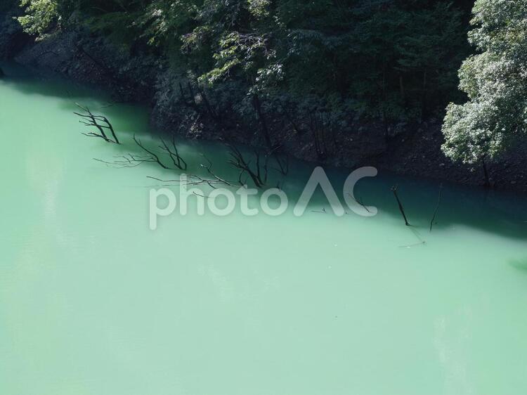 緑の湖に沈む木々 湖,木,木々の写真素材
