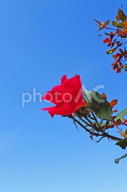 バラ バラ,薔薇,青空の写真素材