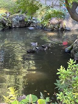 旧古河庭園 旧古河庭園の写真
