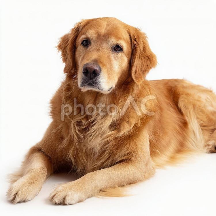 床に伏せる犬のポートレート ゴールデンレトリバー,犬,大型犬の写真素材